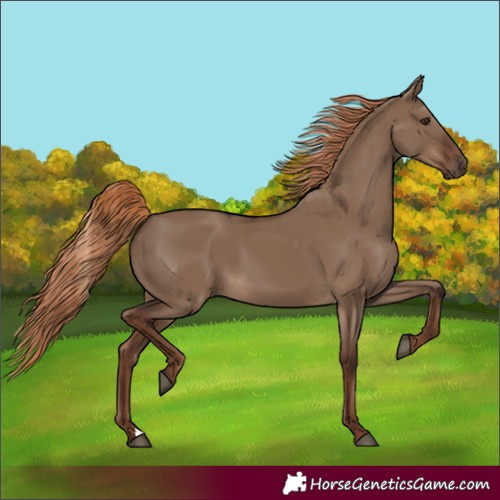 Horse Color:Unknown 