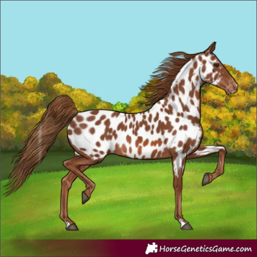 Horse Color:Chestnut Near Leopard