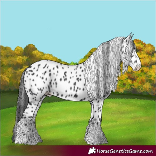 Horse Color:Black Leopard