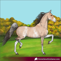 Horse Color:White Spotted Bay Roan Dun 