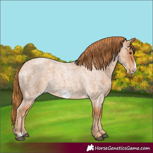 Horse Color:Red Roan Frame