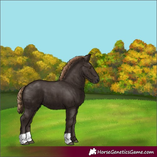 Horse Color:Liver Chestnut 