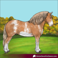 Horse Color:White Spotted Chestnut Frame 