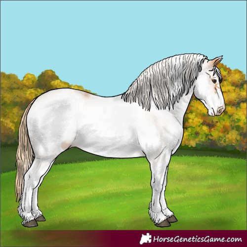 Horse Color:White Spotted Chestnut Frame Rabicano 
