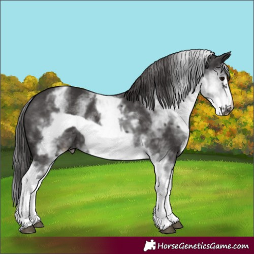Horse Color:White Spotted Smoky Black Frame