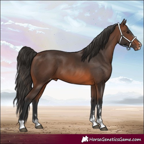 Horse Color:Brown Appaloosa