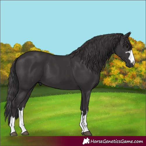 Horse Color:Smoky Black 