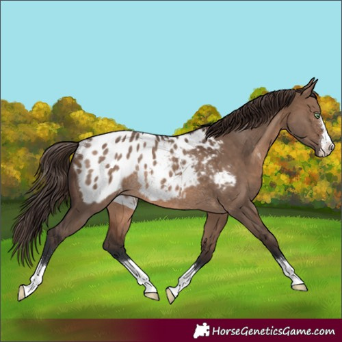 Horse Color:Brown Dun Blanket Rabicano 