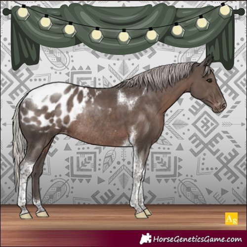 Horse Color:Silver Black Tobiano Appaloosa Rabicano 