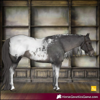 Horse Color:Smoky Black Tobiano Appaloosa 