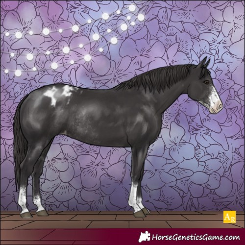 Horse Color:Smoky Black Sabino Tobiano Appaloosa Rabicano