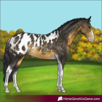 Horse Color:Buckskin Sabino Tobiano Appaloosa Rabicano 