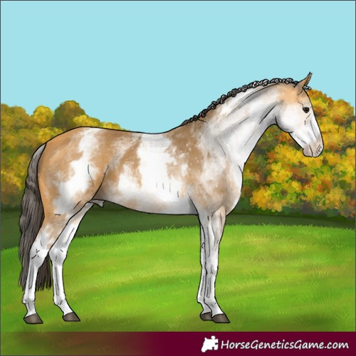 Horse Color:White Spotted Buckskin 