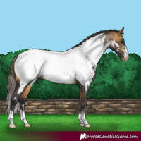Horse Color:Buckskin Appaloosa Rabicano