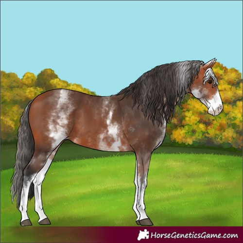 Horse Color:White Spotted Bay
