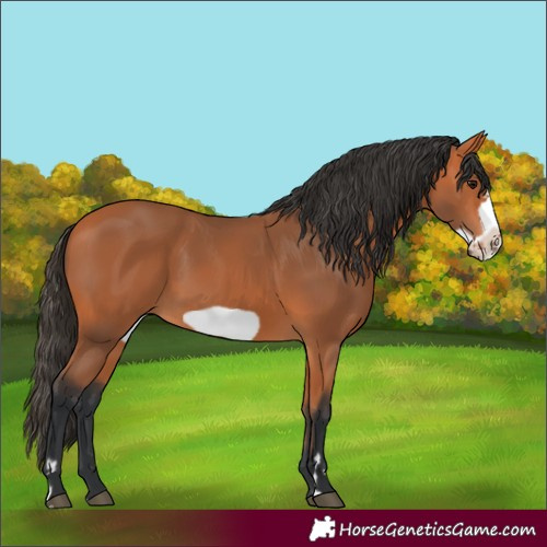 Horse Color:Bay Frame 
