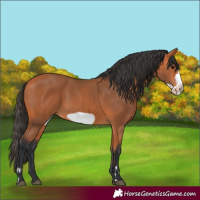Horse Color:Bay Frame