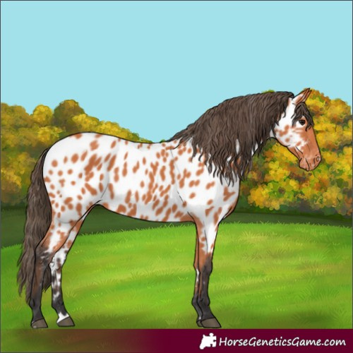Horse Color:Bay Appaloosa 