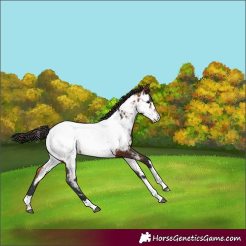 Horse Color:Unknown 