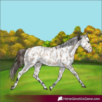 Horse Color:Brown Dun Appaloosa
