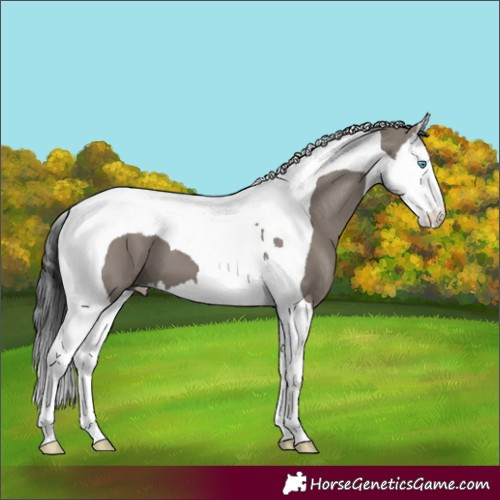 Horse Color:Grullo Splash Tobiano 