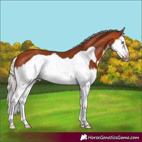 Horse Color:Silver Bay Splash Frame 