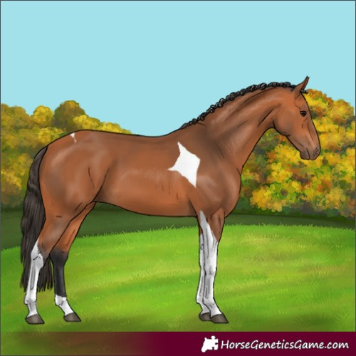 Horse Color:Bay Tobiano