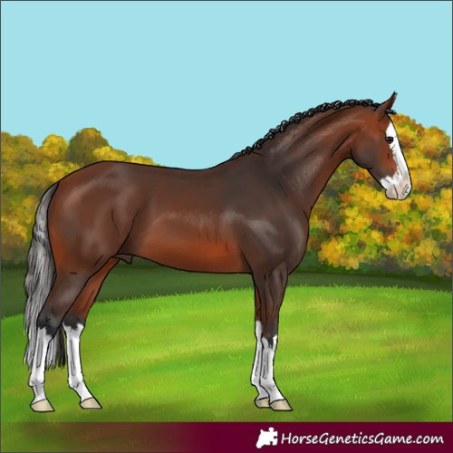 Horse Color:Bay Splash