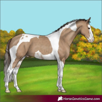 Horse Color:Classic Champagne Splash Tobiano 