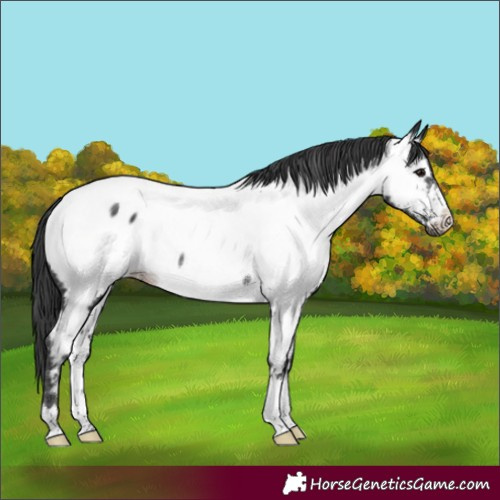 Horse Color:Black Near Fewspot Rabicano 
