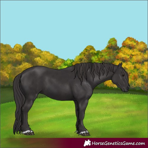 Horse Color:Smoky Black  and Smoky Black 