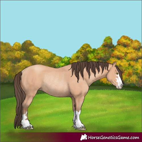 Horse Color:Amber Champagne Rabicano 