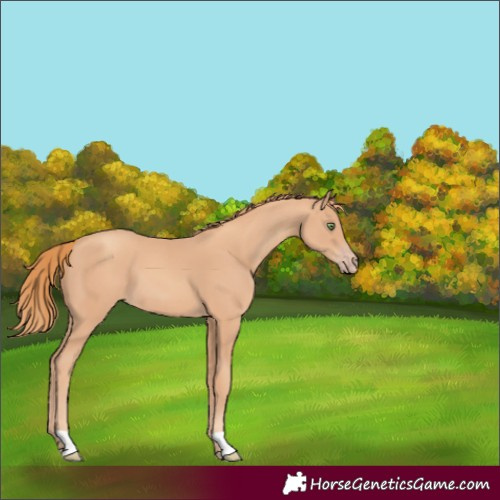 Horse Color:Gold Champagne 