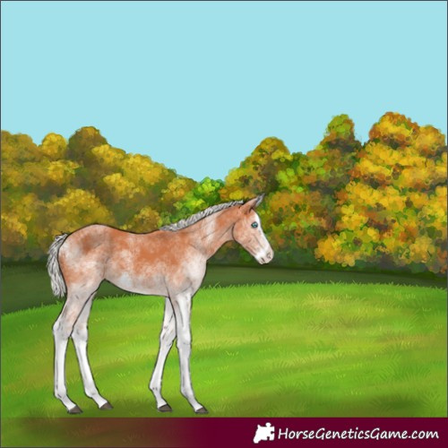 Horse Color:White Spotted Silver Bay Splash