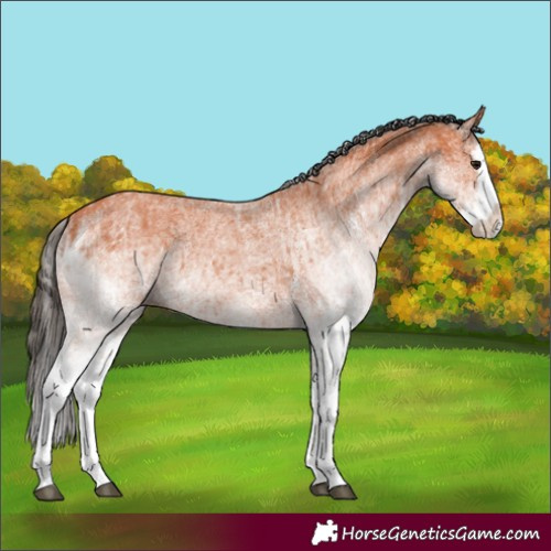 Horse Color:White Spotted Bay Splash  and White Spotted Bay Splash 