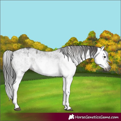 Horse Color:Gray White Spotted Bay Splash  and Gray White Spotted Bay Splash 
