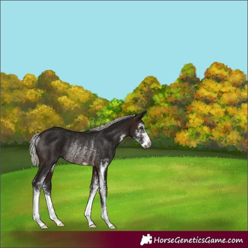 Horse Color:Gray Silver Brown Sabino Rabicano 