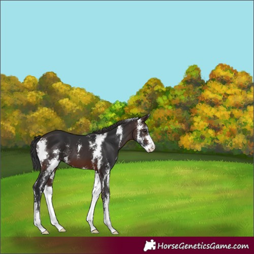 Horse Color:Brown Sabino 