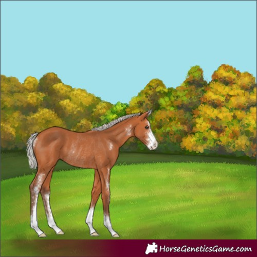 Horse Color:Silver Bay Sabino Rabicano 