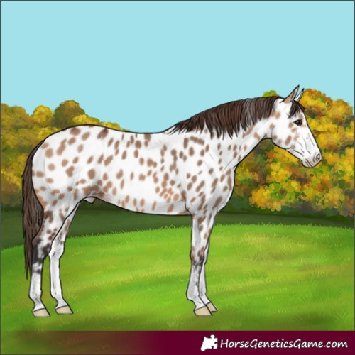 Horse Color:Bay Dun Sabino Near Leopard 
