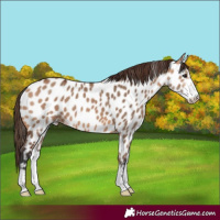 Horse Color:Bay Dun Sabino Appaloosa