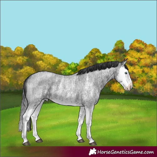 Horse Color:Blue Roan Sabino Splash  and Blue Roan Sabino Splash 