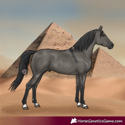Horse Color:Grullo 