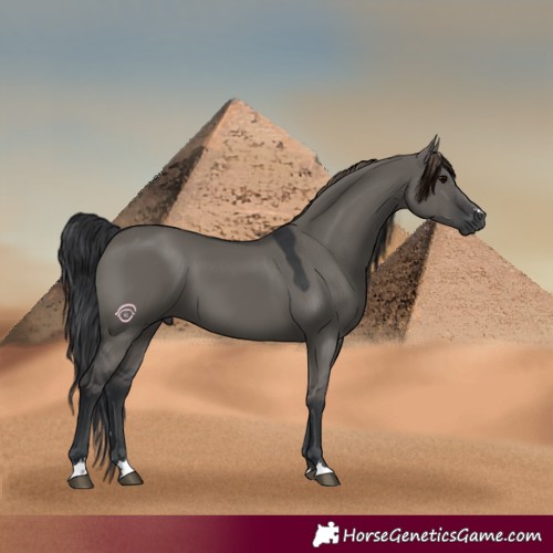 Horse Color:Grullo