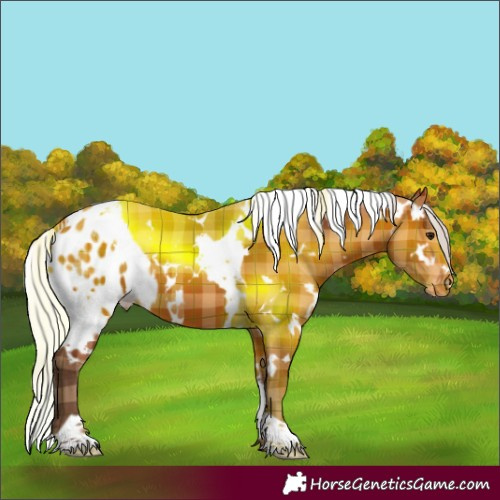 Horse Color:Plaid  White Spotted Silver Bay Skewed Appaloosa 
