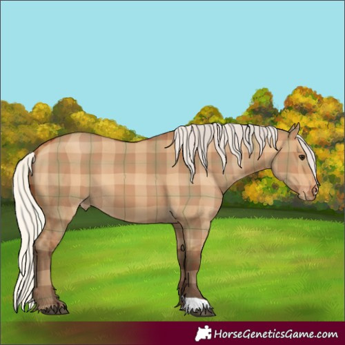 Horse Color:Plaid  Silver Bay Dun Skewed Appaloosa 