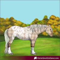 Horse Color:Plaid Silver Brown Dun Skewed Appaloosa