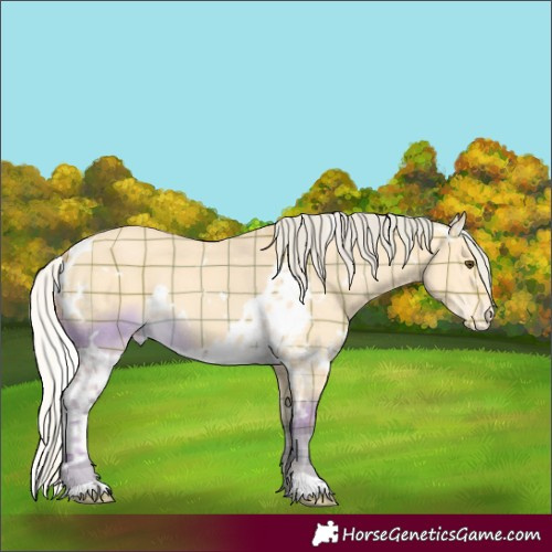 Horse Color:Plaid  White Spotted Silver Buckskin Dun Skewed Appaloosa 