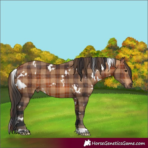 Horse Color:Plaid  White Spotted Bay 