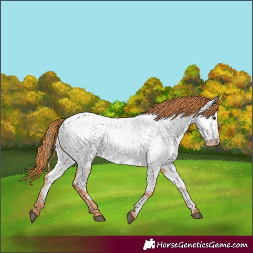 Horse Color:Red Dun Appaloosa and Red Dun Appaloosa
